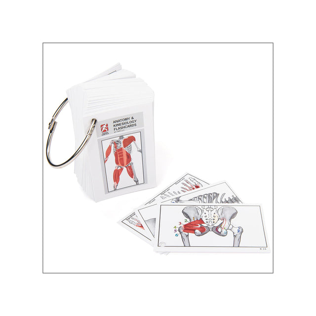 Anatomy & Kinesiology Flashcards